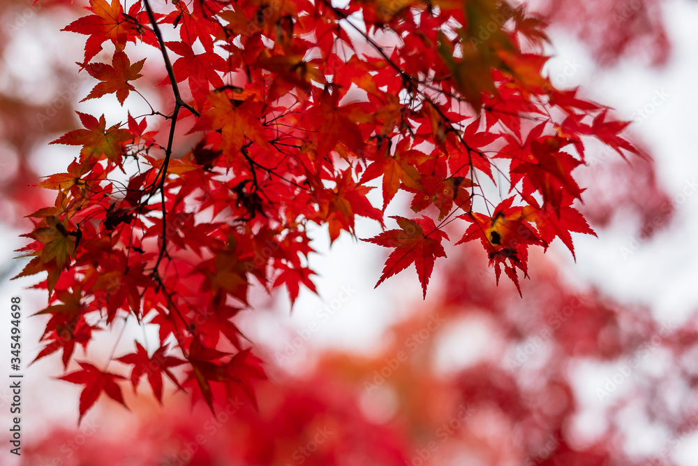 autumn leaves in the garden with copy space for text, natural background for season change and vibrant falling colorful foliage concept autumn leaves in the garden with copy space for text, natural background for season change and vibrant falling colorful foliage concept