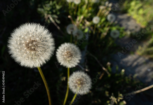 A close up of a puffy and soft dandelion contrasted with natural lights and shadows while in the background blurred other dandelions and a meadow in the daytime with the sun  Alagna Piedmont Italy