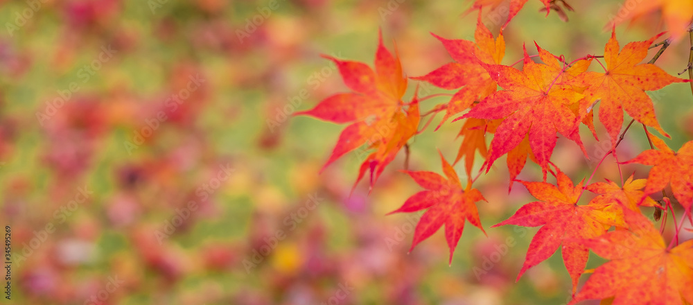 autumn leaves in the garden with copy space for text, natural background for season change and vibrant falling colorful foliage concept autumn leaves in the garden with copy space for text, natural background for season change and vibrant falling colorful foliage concept