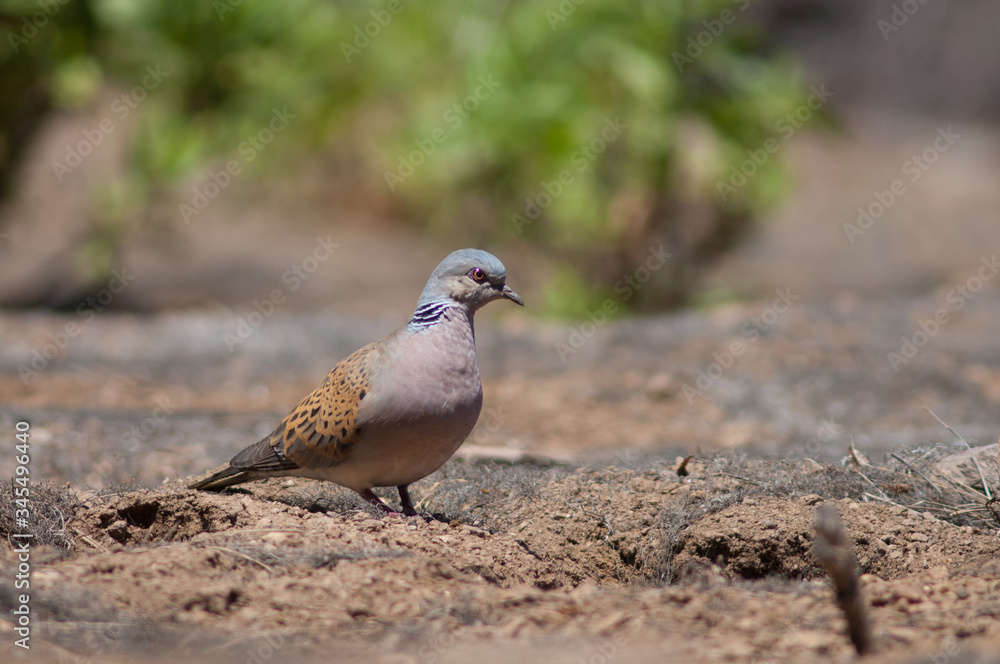 European turtle dove Streptopelia turtur. Tamadaba Natural Park. Gran Canaria. Canary Islands. Spain.