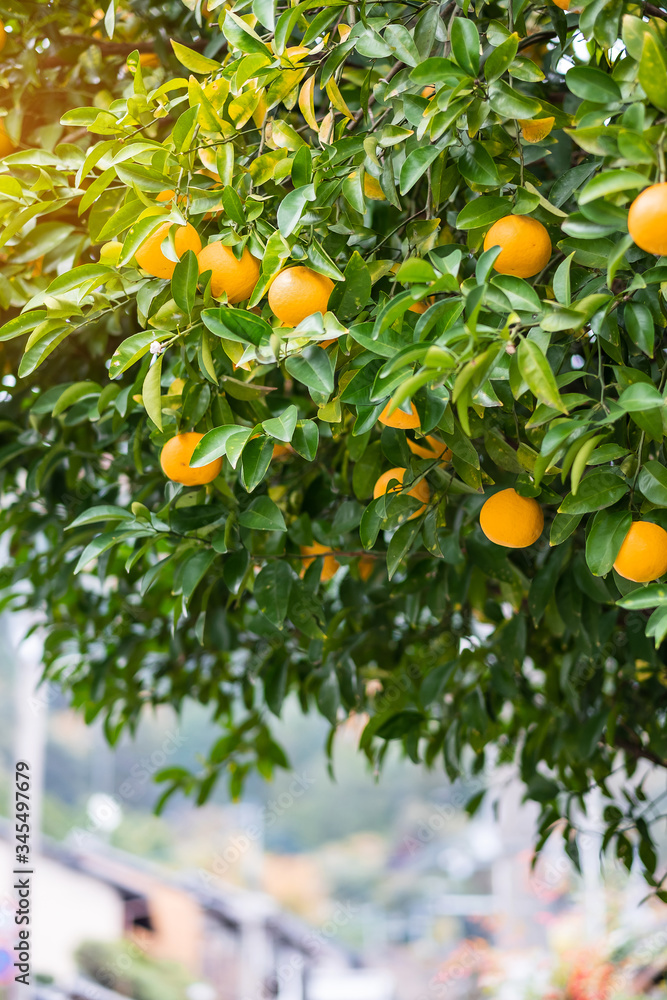 Fresh Orange fruit growing on a tree with green leaves Fresh Orange fruit growing on a tree with green leaves