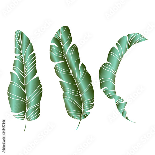 Tropical leaves composition. Jungle foliage design for postcard, label, web design or post in social networks. Paradise nature element. Botanical vector illustration isolated on white background.