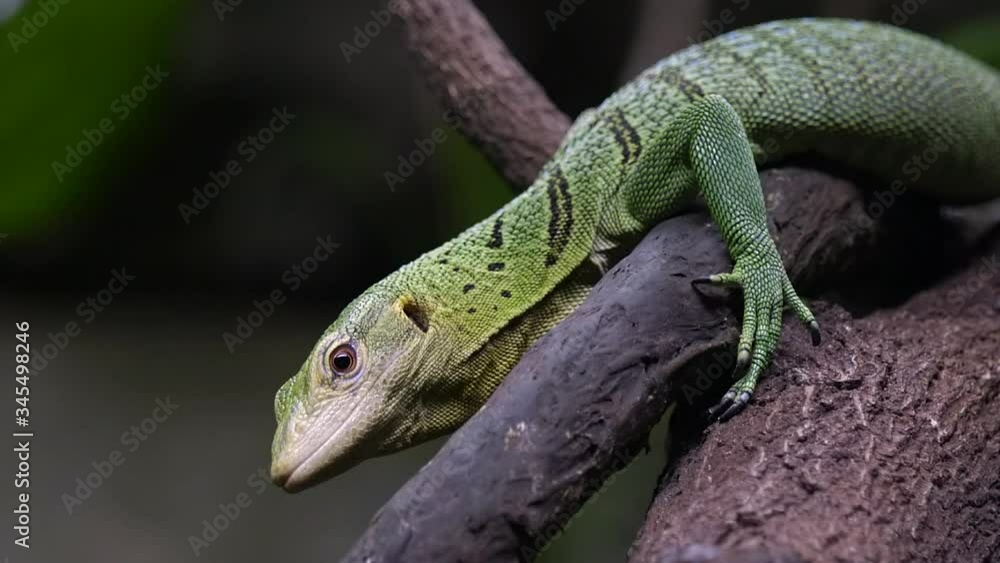 Closeup View Of An Emerald Tree Monitor Resting On A Tree Branch - Side View Medium Shot Closeup View Of An Emerald Tree Monitor Resting On A Tree Branch - Side View Medium Shot