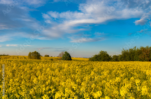 panorama of a field of blooming rape in the warm light of the setting sun against the backdrop of beautiful clouds in the blue sky