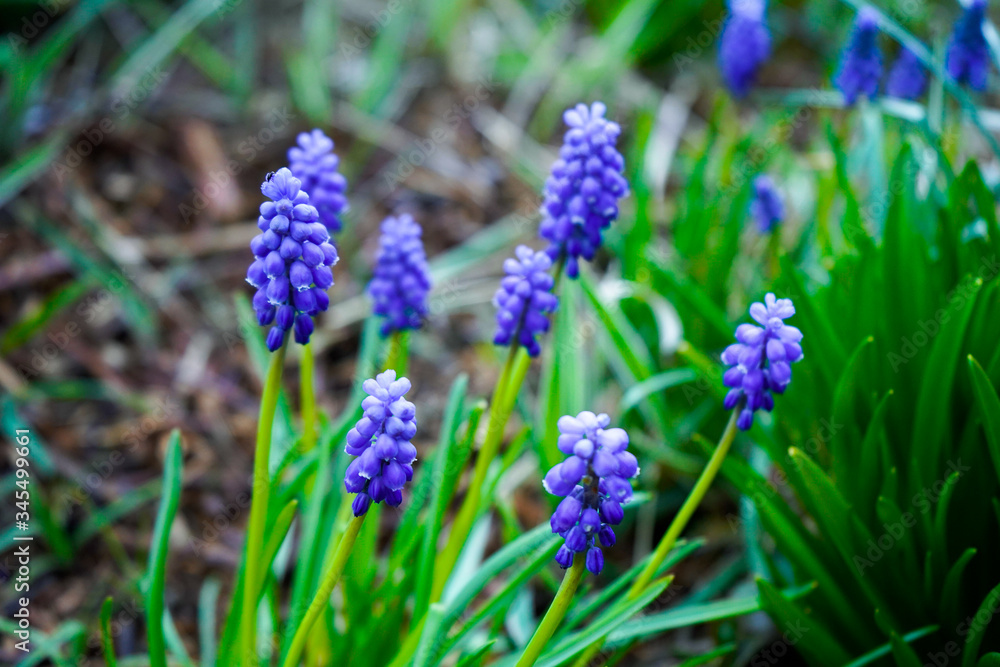 Muscari flower bouquet on the ground it in a spring garden Muscari flower bouquet on the ground it in a spring garden