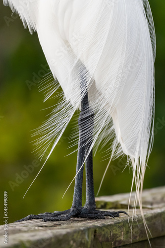 great egret