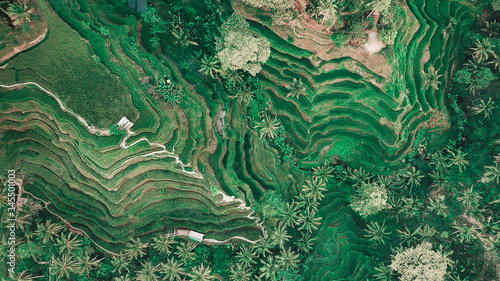 Aerial view of green color rice fields and terraces and palm trees. Bali, Indonesia
