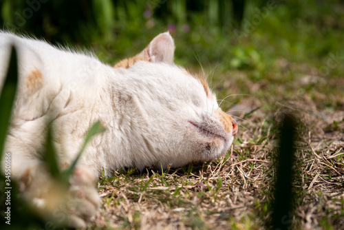 ゴロゴロする猫