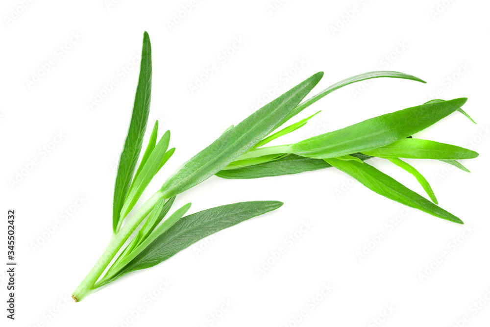 Tarragon leaves isolated on white background. Artemisia dracunculus. Tarragon leaves isolated on white background. Artemisia dracunculus.