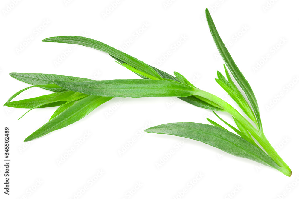 Tarragon leaves isolated on white background. Artemisia dracunculus. Tarragon leaves isolated on white background. Artemisia dracunculus.