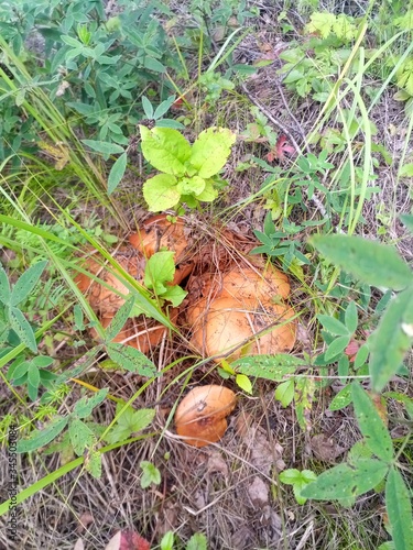 mushroom in the forest
