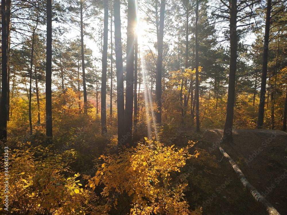 Fototapeta premium autumn in the forest