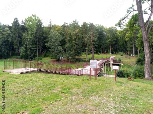 rural landscape with cows
