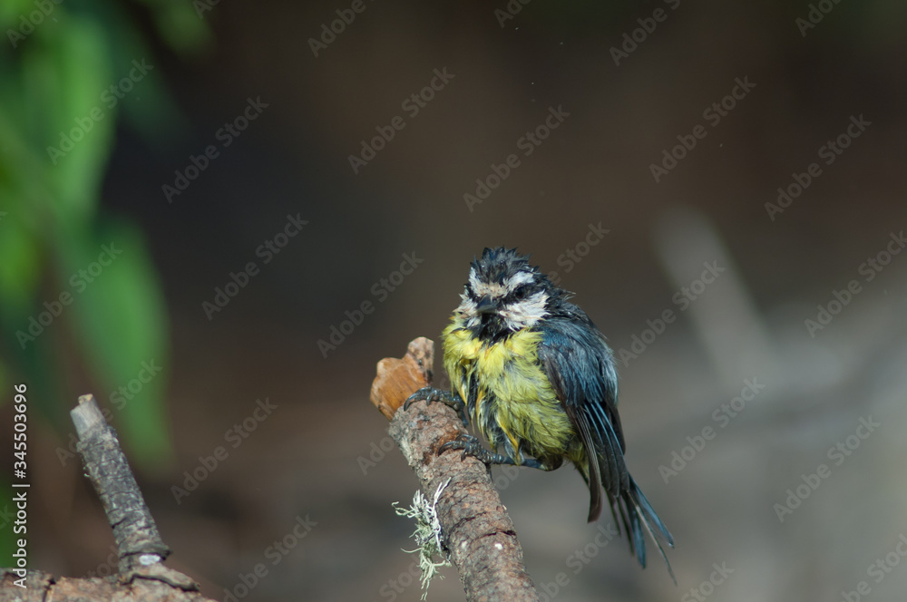 Fototapeta premium African blue tit Cyanistes teneriffae hedwigii after taking a bath. Las Brujas Mountain. Integral Natural Reserve of Inagua. Tejeda. Gran Canaria. Canary Islands. Spain.