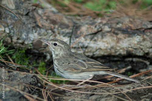 Berthelot's pipit Anthus berthelotii drinking water. Las Brujas Mountain. Integral Natural Reserve of Inagua. Tejeda. Gran Canaria. Canary Islands. Spain.