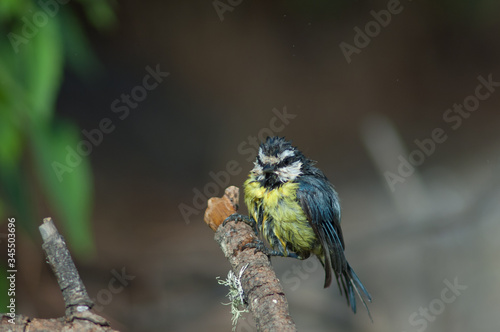 African blue tit Cyanistes teneriffae hedwigii after taking a bath. Las Brujas Mountain. Integral Natural Reserve of Inagua. Tejeda. Gran Canaria. Canary Islands. Spain. © Víctor