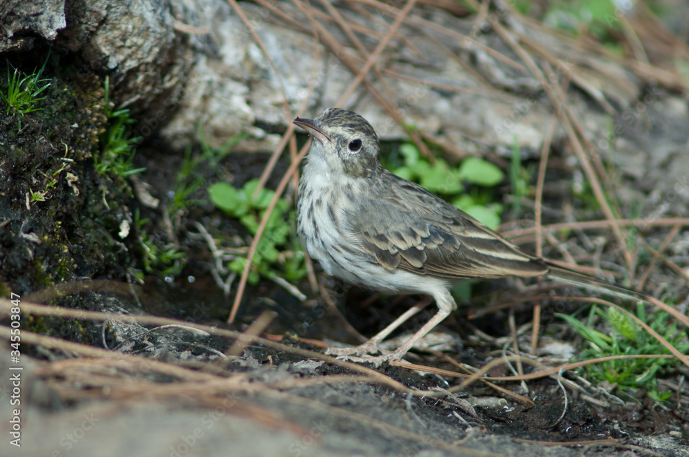 Berthelot's pipit Anthus berthelotii drinking water. Las Brujas Mountain. Integral Natural Reserve of Inagua. Tejeda. Gran Canaria. Canary Islands. Spain. Berthelot's pipit Anthus berthelotii drinking water. Las Brujas Mountain. Integral Natural Reserve of Inagua. Tejeda. Gran Canaria. Canary Islands. Spain.