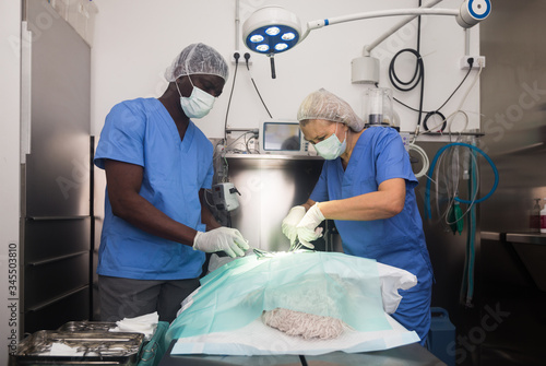 Veterinarians doing operation for dog in a veterinary clinic