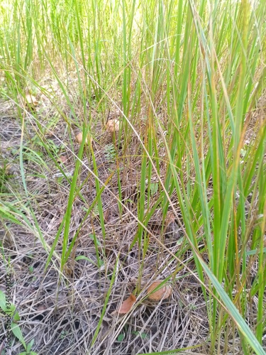 grass in the grass