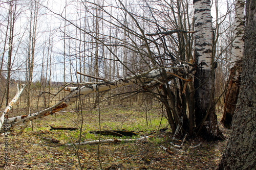 Broken dry tree in spring forest without leaves