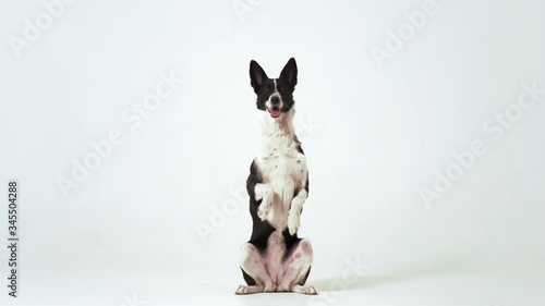 A dog in black and white color is carrying out orders, it stands on its hind legs in the studio on a white background. Dog training concept. Prores 422