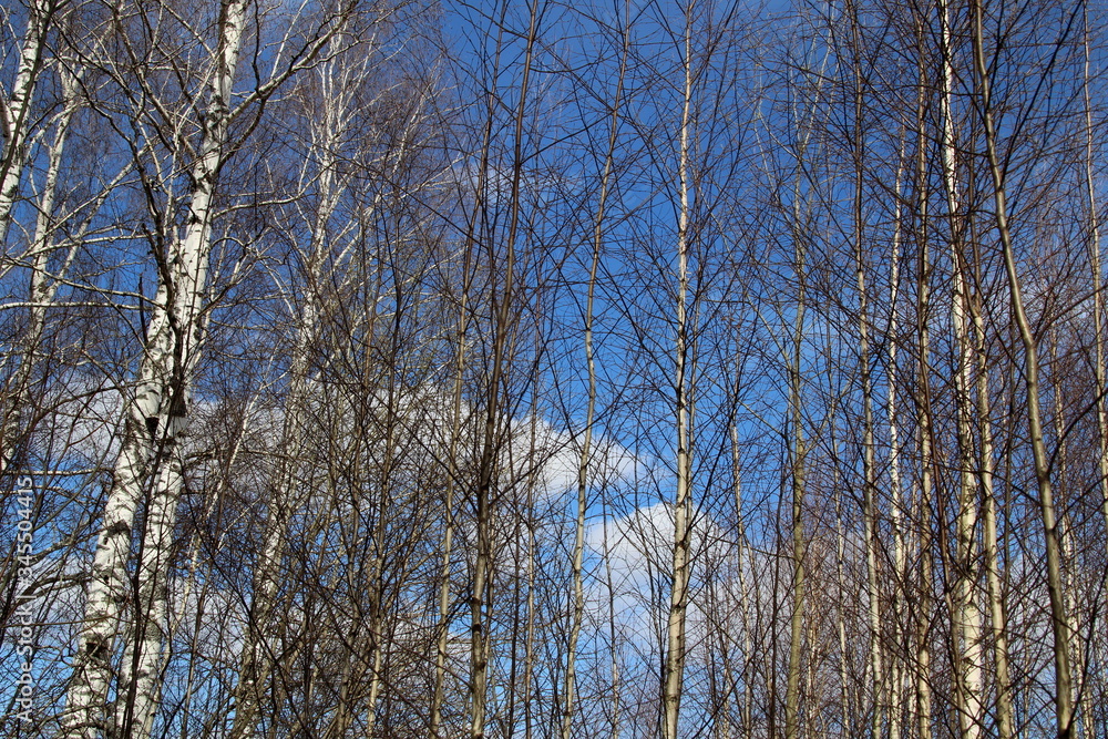 Bare tops of tree branches in early spring Bare tops of tree branches in early spring