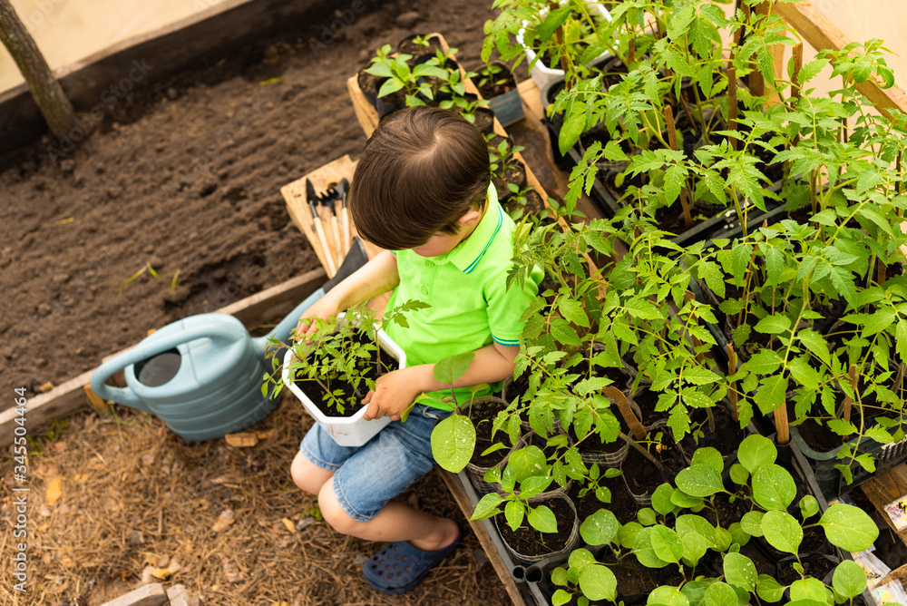 Little boy in green clothes sits near vegetable seedlings in a greenhouse Little boy in green clothes sits near vegetable seedlings in a greenhouse