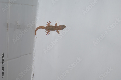 Boettger's wall gecko Tarentola boettgeri in the ceiling of a room. Cruz de Pajonales. Tejeda. Gran Canaria. Canary Islands. Spain. photo