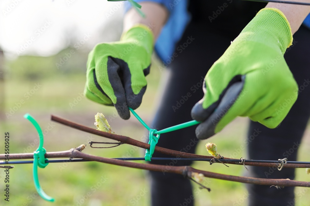Hands of gardener tying vine with tape to the support, closeup
