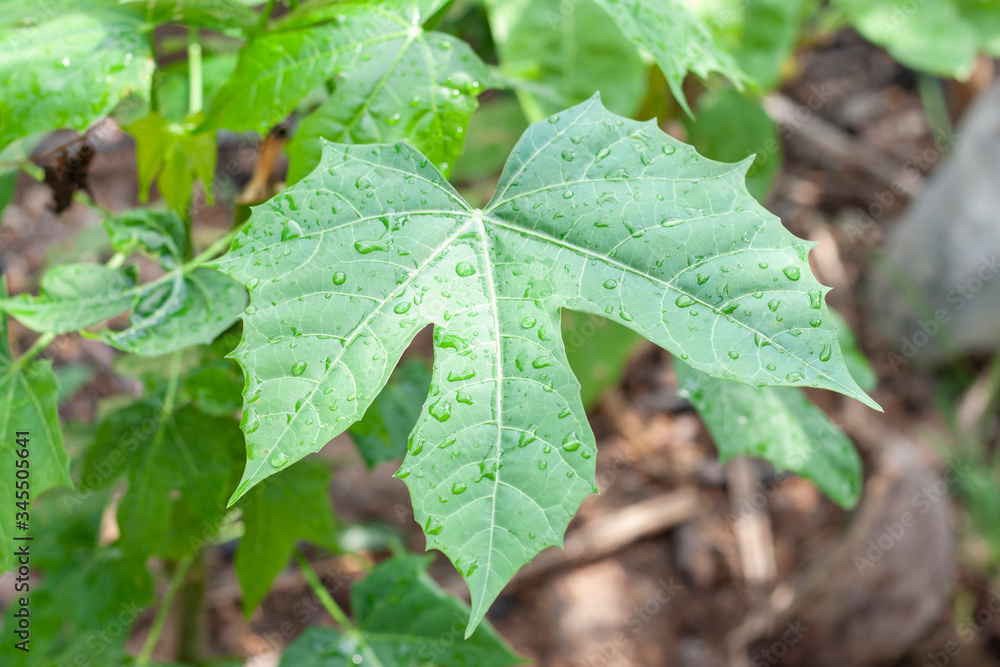Leaves of Cnidoscolus aconitifolius or chaya plants with rain drops on blur nature background. Leaves of Cnidoscolus aconitifolius or chaya plants with rain drops on blur nature background.