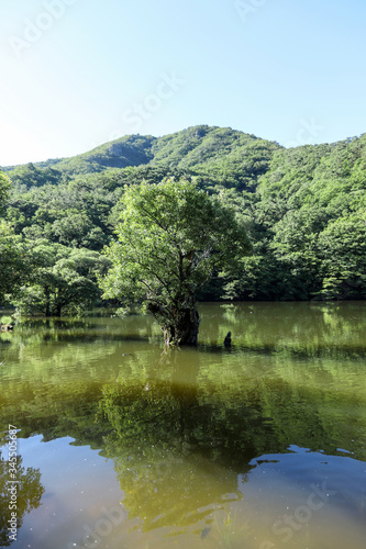 Beautiful forest reflected in the lake. Jusanji  Cheongsong  Gyeongsangbuk-do  Korea