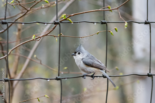 Tufted titmouse sitting on wire fence
