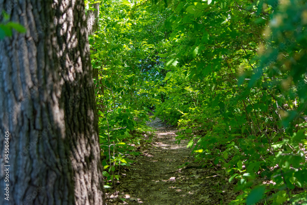 Overgrown Trail
