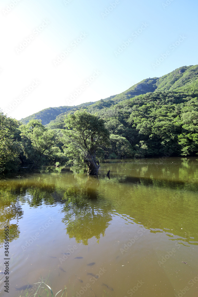 Beautiful forest reflected in the lake. Jusanji, Cheongsong, Gyeongsangbuk-do, Korea