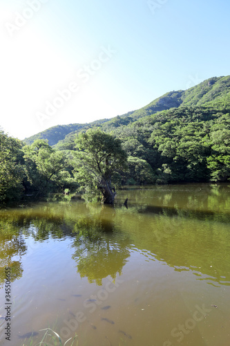 Beautiful forest reflected in the lake. Jusanji, Cheongsong, Gyeongsangbuk-do, Korea