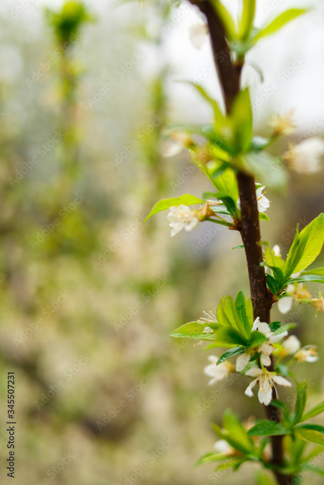 blooming apple tree in spring blooming apple tree in spring