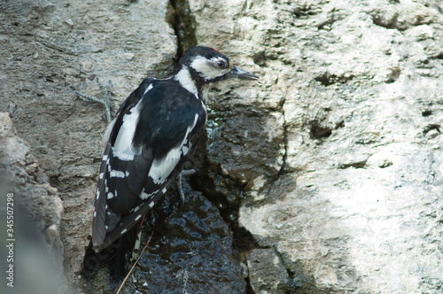 Juvenile great spotted woodpecker Dendrocopos major thanneri drinking water. Las Brujas Mountain. Integral Natural Reserve of Inagua. Tejeda. Gran Canaria. Canary Islands. Spain. photo