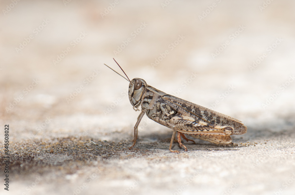 Canarian grasshopper Calliptamus plebeius. Cruz de Pajonales. Integral Natural Reserve of Inagua. Tejeda. Gran Canaria. Canary Islands. Spain. Canarian grasshopper Calliptamus plebeius. Cruz de Pajonales. Integral Natural Reserve of Inagua. Tejeda. Gran Canaria. Canary Islands. Spain.