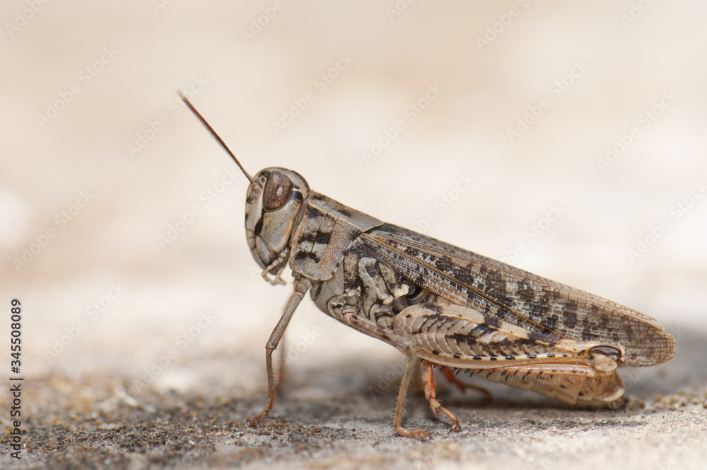 Canarian grasshopper Calliptamus plebeius. Cruz de Pajonales. Integral Natural Reserve of Inagua. Tejeda. Gran Canaria. Canary Islands. Spain. Canarian grasshopper Calliptamus plebeius. Cruz de Pajonales. Integral Natural Reserve of Inagua. Tejeda. Gran Canaria. Canary Islands. Spain.