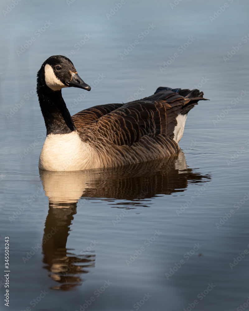 Obraz premium Canada Goose on a pond