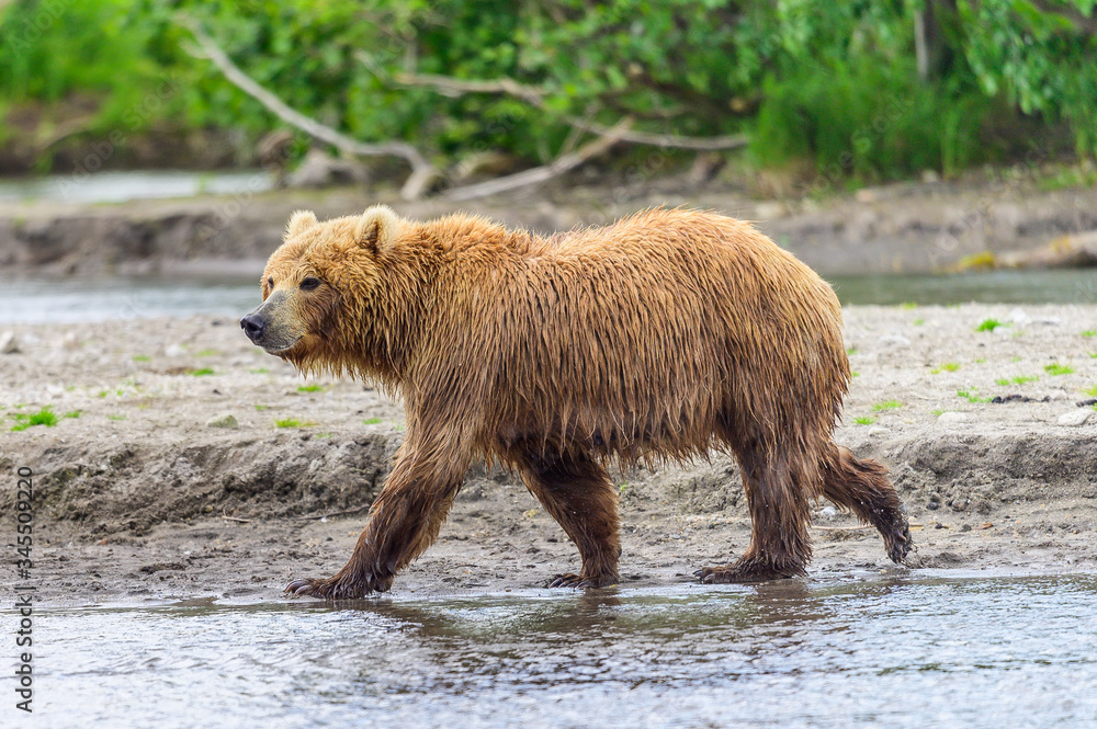 Ruling the landscape, brown bears of Kamchatka (Ursus arctos beringianus) Ruling the landscape, brown bears of Kamchatka (Ursus arctos beringianus)
