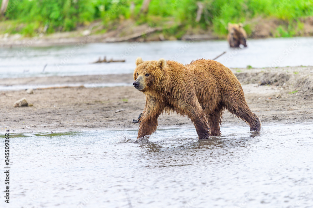 Obraz premium Ruling the landscape, brown bears of Kamchatka (Ursus arctos beringianus)