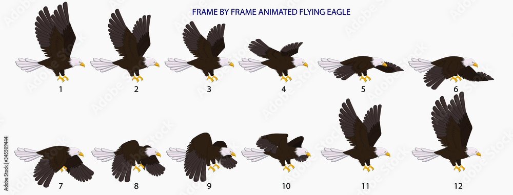 Eagle Fly Cycle, Frame By Frame Animated Flying Bald Eagle Vector  Illustration for 2D Animation, Motiongraphics, Infographics Stock Vector |  Adobe Stock