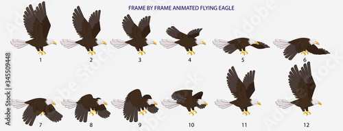 Eagle Fly Cycle, Frame By Frame Animated Flying Bald Eagle Vector Illustration for 2D Animation, Motiongraphics, Infographics
