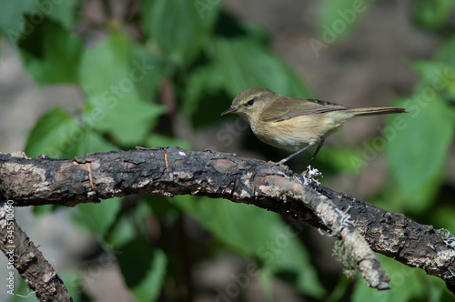 Canary Islands chiffchaff Phylloscopus canariensis on a branch. Las Brujas Mountain. Integral Natural Reserve of Inagua. Tejeda. Gran Canaria. Canary Islands. Spain.
