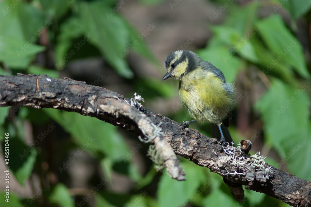 Fototapeta premium Juvenile African blue tit Cyanistes teneriffae hedwigii. Las Brujas Mountain. Integral Natural Reserve of Inagua. Tejeda. Gran Canaria. Canary Islands. Spain.