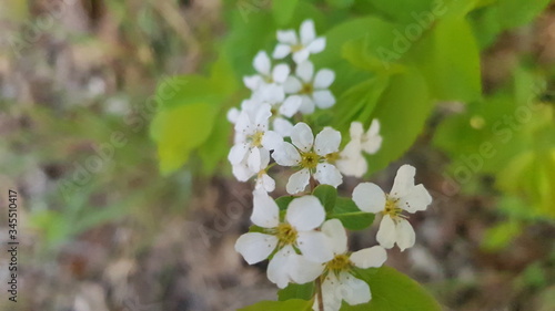 white spring flowers