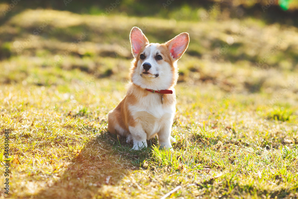 Cute corgi dog sitting on the grass. Red dog-collar. Sunny day. Pet care concept.