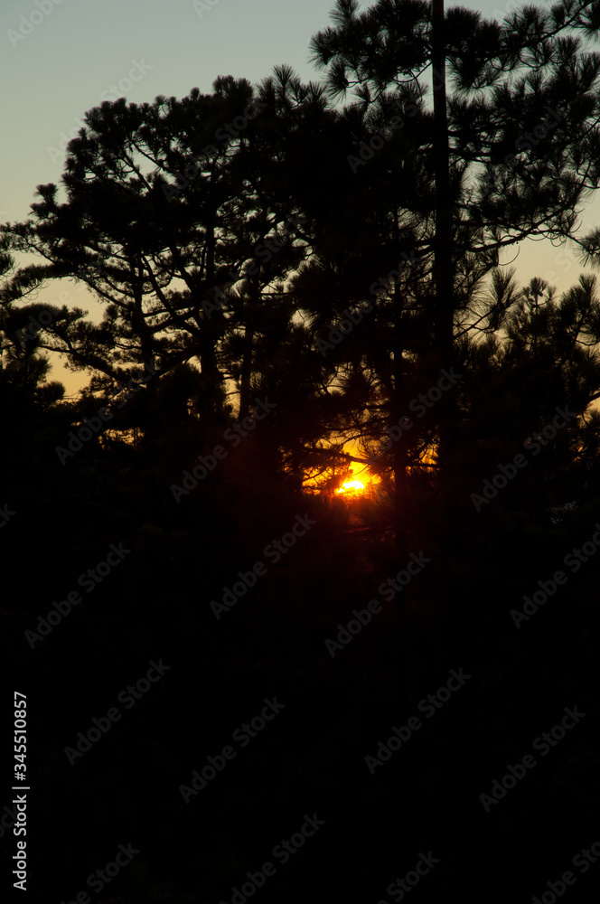 Sunset through a forest of Canary Island pine Pinus canariensis. Alsandara Mountain. Integral Natural Reserve of Inagua. Tejeda. Gran Canaria. Canary Islands. Spain. Sunset through a forest of Canary Island pine Pinus canariensis. Alsandara Mountain. Integral Natural Reserve of Inagua. Tejeda. Gran Canaria. Canary Islands. Spain.