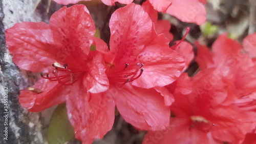 red hibiscus flower